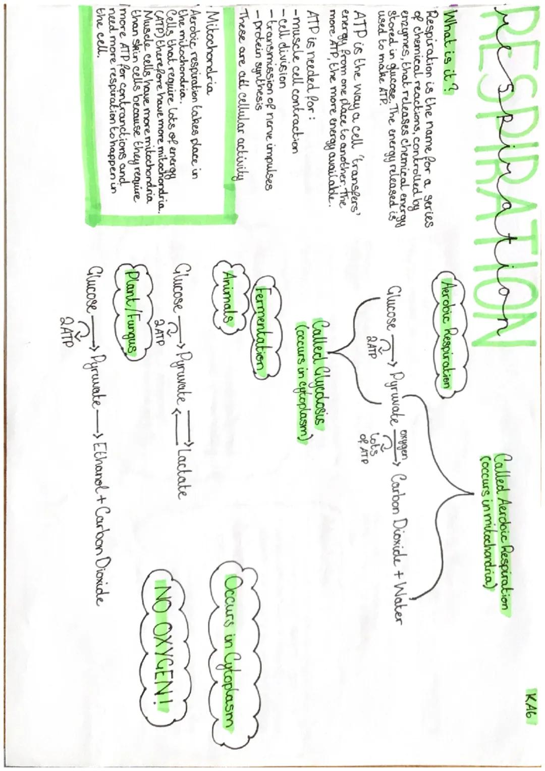 RESPIRATION
"What is it?
Respiration is the name for a series
of chemical reactions, controlled by
enzymes, that releases chemical energy
St