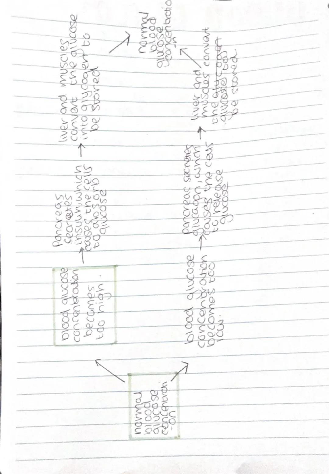 # BLOOD GLUCOSE
07/12/24
insulin and glucagon control blood
glucose level
eating foods containing carbohydrate
puts glucose into the blood.