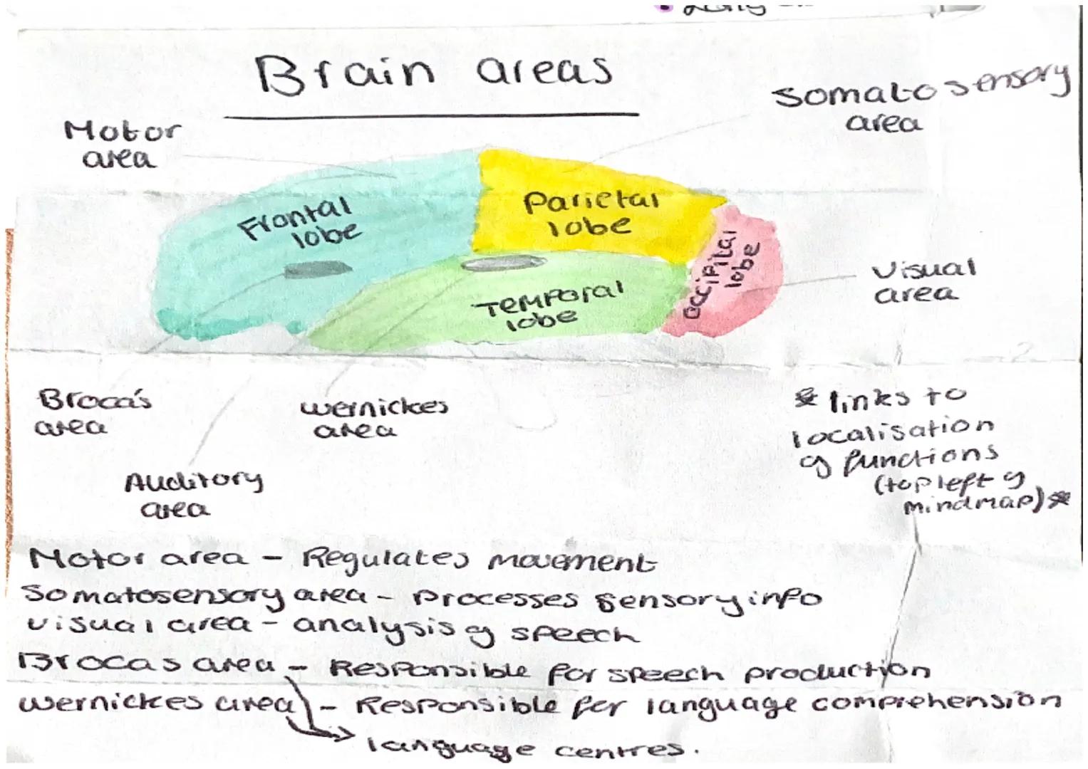 Broca's area
• Siench Production
Damage Coubes Bren's afhocia
• Sreach lacking Aworay
oft hemisphere
looket mege
grown with
this faction
MER