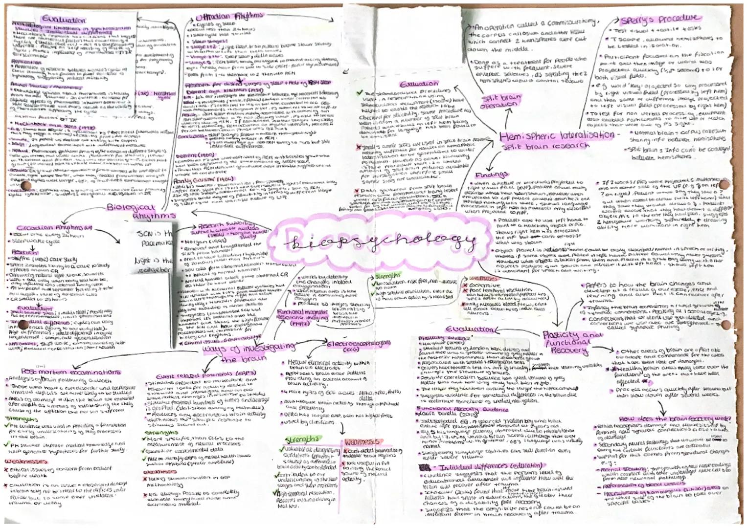 Broca's area
• Siench Production
Damage Coubes Bren's afhocia
• Sreach lacking Aworay
oft hemisphere
looket mege
grown with
this faction
MER