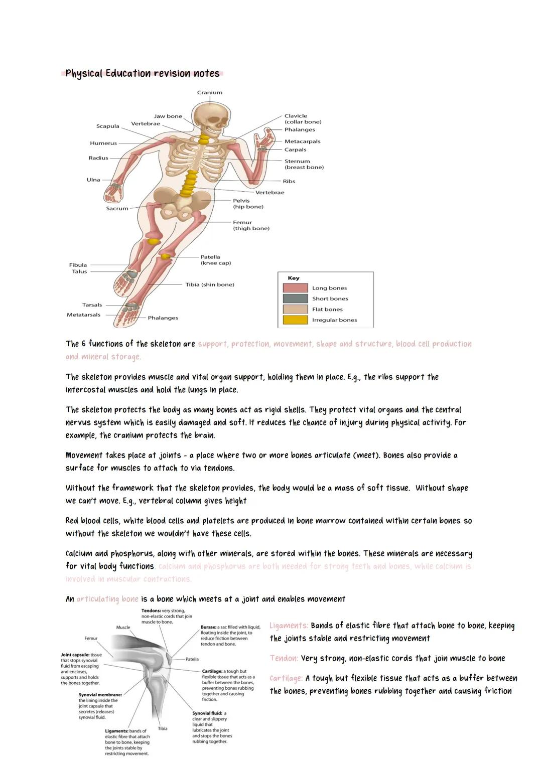 # Physical Education revision notes
Scapula
Jaw bone
Cranium
Clavicle
(collar bone)
Humerus
Vertebrae
Phalanges
Metacarpals
Radius
Carpals
