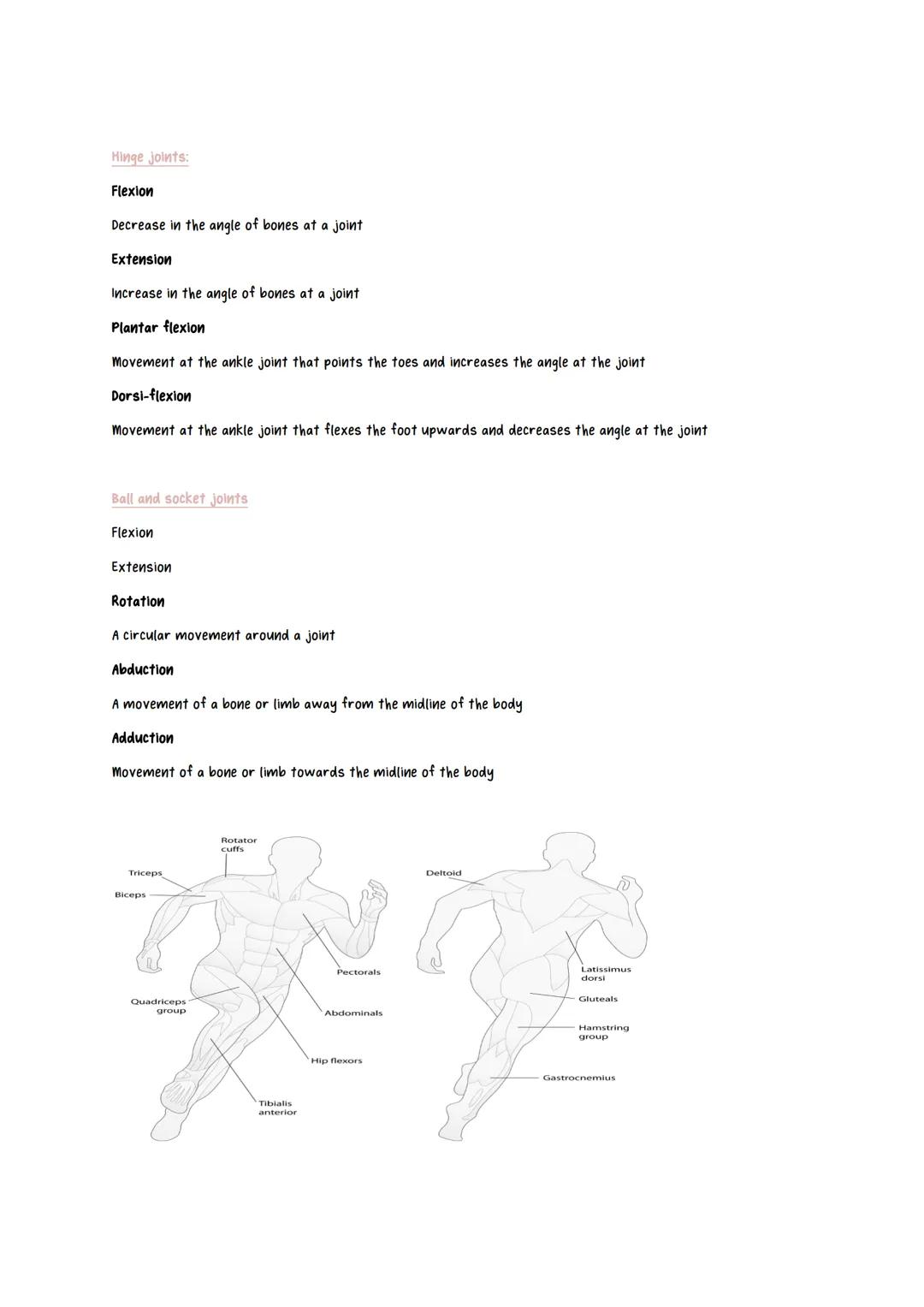 # Physical Education revision notes
Scapula
Jaw bone
Cranium
Clavicle
(collar bone)
Humerus
Vertebrae
Phalanges
Metacarpals
Radius
Carpals