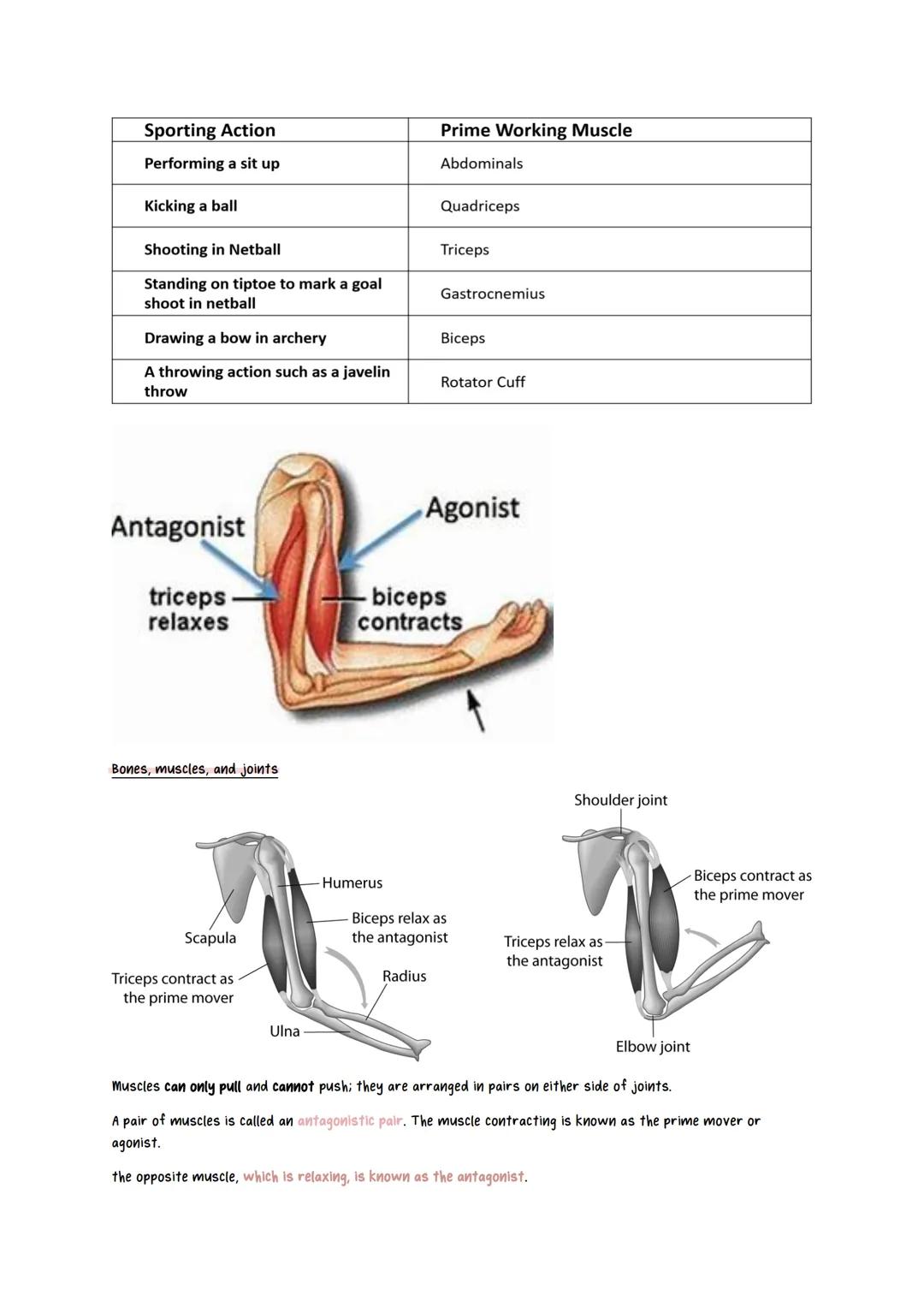 # Physical Education revision notes
Scapula
Jaw bone
Cranium
Clavicle
(collar bone)
Humerus
Vertebrae
Phalanges
Metacarpals
Radius
Carpals