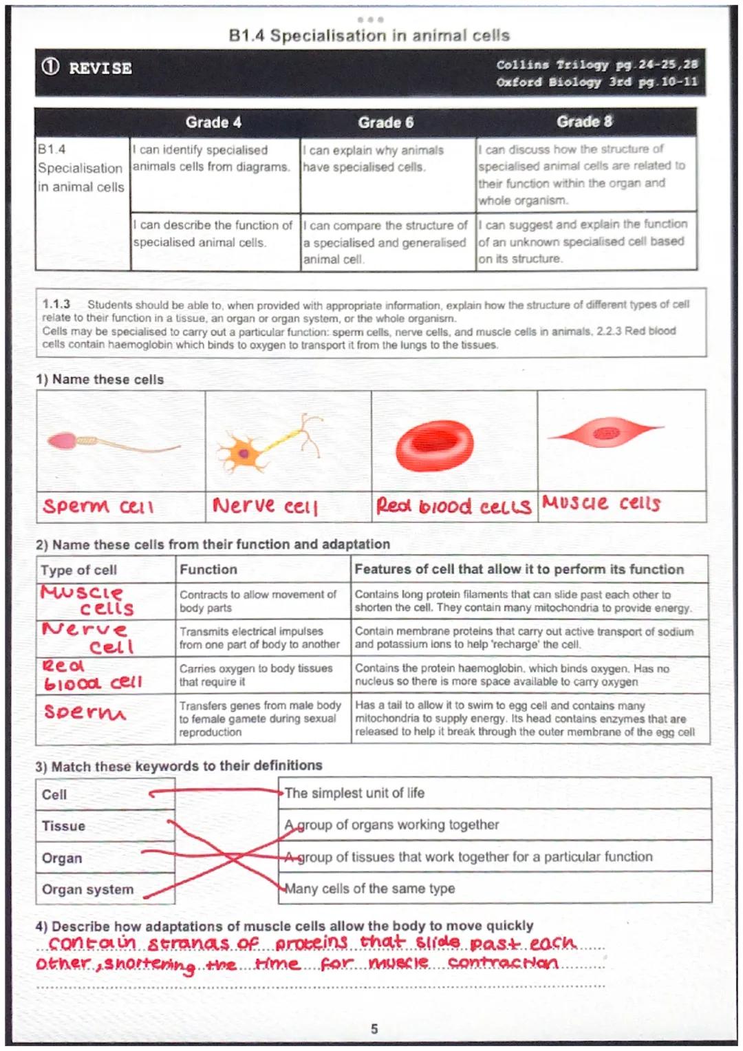 ①REVISE
B1.4
B1.4 Specialisation in animal cells
| Grade 4 | Grade 6 | Grade 8 |
|---|---|---|
| I can identify specialised | I can explai